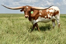 GLR MONACO'S ROYAL LADY