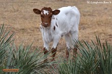 SEL Pepsi-Cola COWGIRL