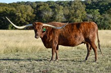 Kettle's Ginger Snap