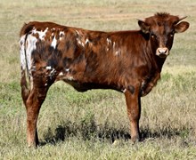 TLS CAROLINA FIRE 🔥