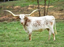 FHR Jeremiah's Jubilee