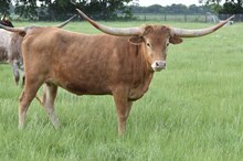 HELM Burning Ember 378 ☄️