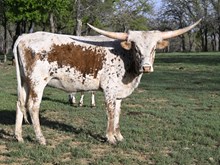 SILVER COMET X KDK WILDFIRE 24