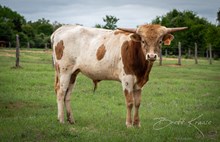 RC Brew's Million x Shiloh Chex 005 bull