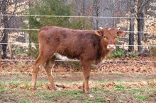 LTL Ineeda Bandita x HL Higher Ground 2025 heifer