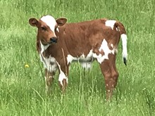 2020 Donovan's Grande bull