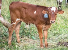 2024 Bull (Sandy Bandita)