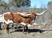 SR CLOUT'S EN GARDE 149