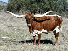 SR CLOUT'S EN GARDE 149