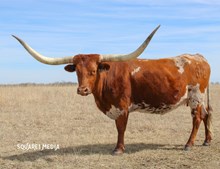 TCC RHINESTONE BOOTS 