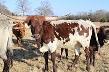 Silver Heart of Flowers