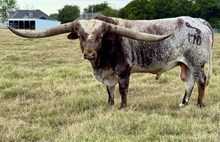 PCC Cactus Jack🏆🌵