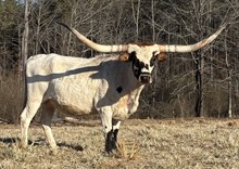 LF Midnight's Auntie Ann