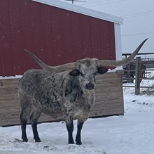 Sunhaven Tuff Fiesta