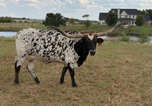 GF DRAGON JELLY 🇺🇸