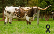 HUBBELLS AWESOME CATCH 🇧🇷