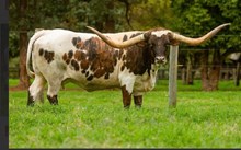 HUBBELLS AWESOME CATCH 🇧🇷