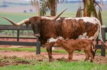 HUBBELLS CATCHIT TEXANNA 🇧🇷