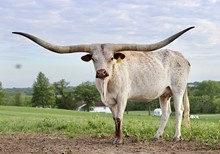 GLR MONACO'S LUCKY LADY