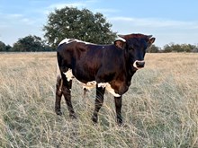 Goldmine x April bull calf