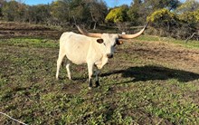 YMI C OF D’S MYSTERIA