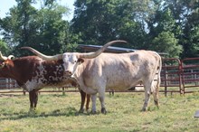 RRR Miss Cowgirl Pat 806