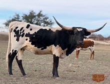 M7 Jenny’s Spotlite