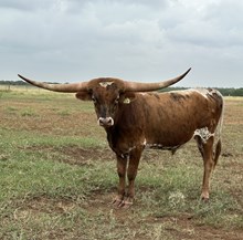 IM Bull 29/23 
