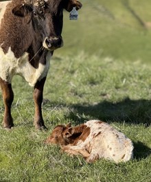 3/18/25 DREAMMAKER BC