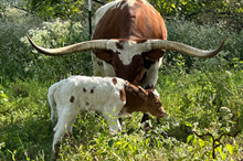 Sassafras 2025 bull calf
