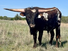 ANGEL EYES steer