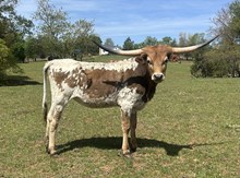 TC Have U Seen My Money