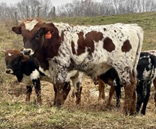 Heart Breaker x Brazos Louann