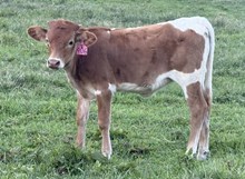 2025 Heifer (Iggy Up)