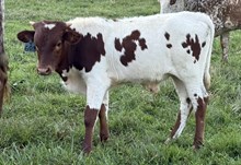 2025 Bull (Lucky Razzle Roslin)