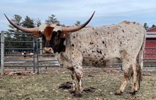 Cote's 5 Leaf Clover