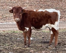 Cote's Hands of Time