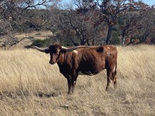 SR Clout's Spirit 273