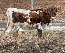 Hubbell's Jeremiah 29:11 x LLL Miss Kitty