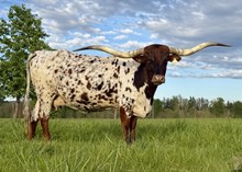 HALTOM'S PRETTY PENNY