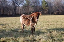 Heifer Horseshoe J Robust X Powerwagon