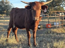 HH CADILLAC'S GRANDE SAM