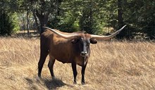 WH Sally Fields Got Gold