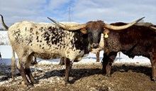 Hubbells Romans Flower