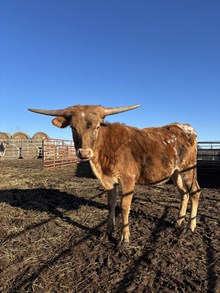 HVH Lil' Miss Diamond