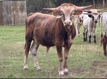 8/19/24 ROCKETTE BC 134