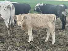 Tawny 2025 bull