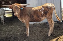 HVH Lil' Miss Diamond