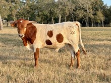 Cheers BCB X Trued Up BCR bull