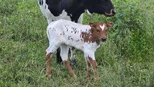 Jaguar Chex X River’s Texas Angel TK Heifer